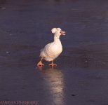 03576-White-duck-on-ice.jpg