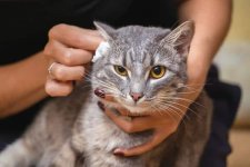 Woman-Cleaning-a-Cats-Ears.jpg