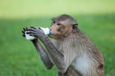 monkey-drinking-milk-park-sunny-day-71292083.jpg