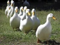 ducks.jpg