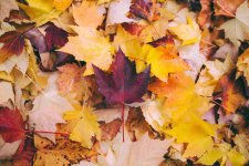 Autumn-leaves-1.jpg