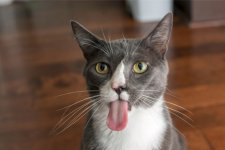 Cat-Tongue-1-1.jpg