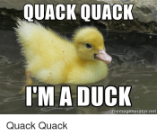 quack-quack-duck-meme.png