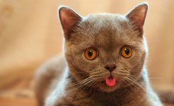 Cat-Tongue.jpg