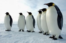 emperor-penguin1.jpg