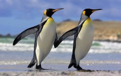 penguin-hd-wallpapers-and-pictures-10.jpg