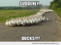 e2936271fd92666fdde04dab8cba13e4--funny-duck-i-give-up.jpg