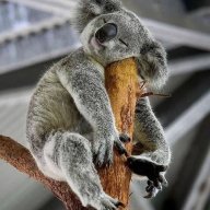 Koala